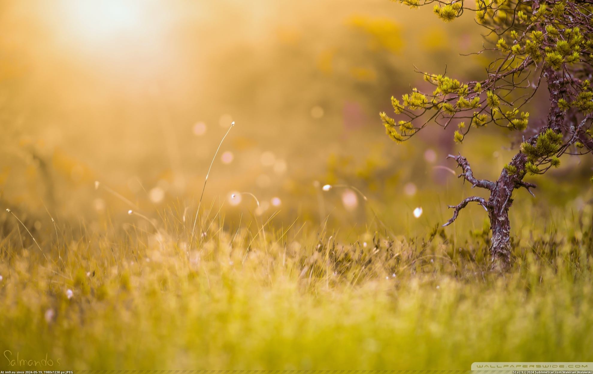 #Nature #Wallpaper #Wallpapers #1920x1200 #Sun #Morning #Wide HD Wallpaper morning_sun_3-wallpaper-1920x1200 Pic. (Image of album Heart touching Nature Wallpaper HD))