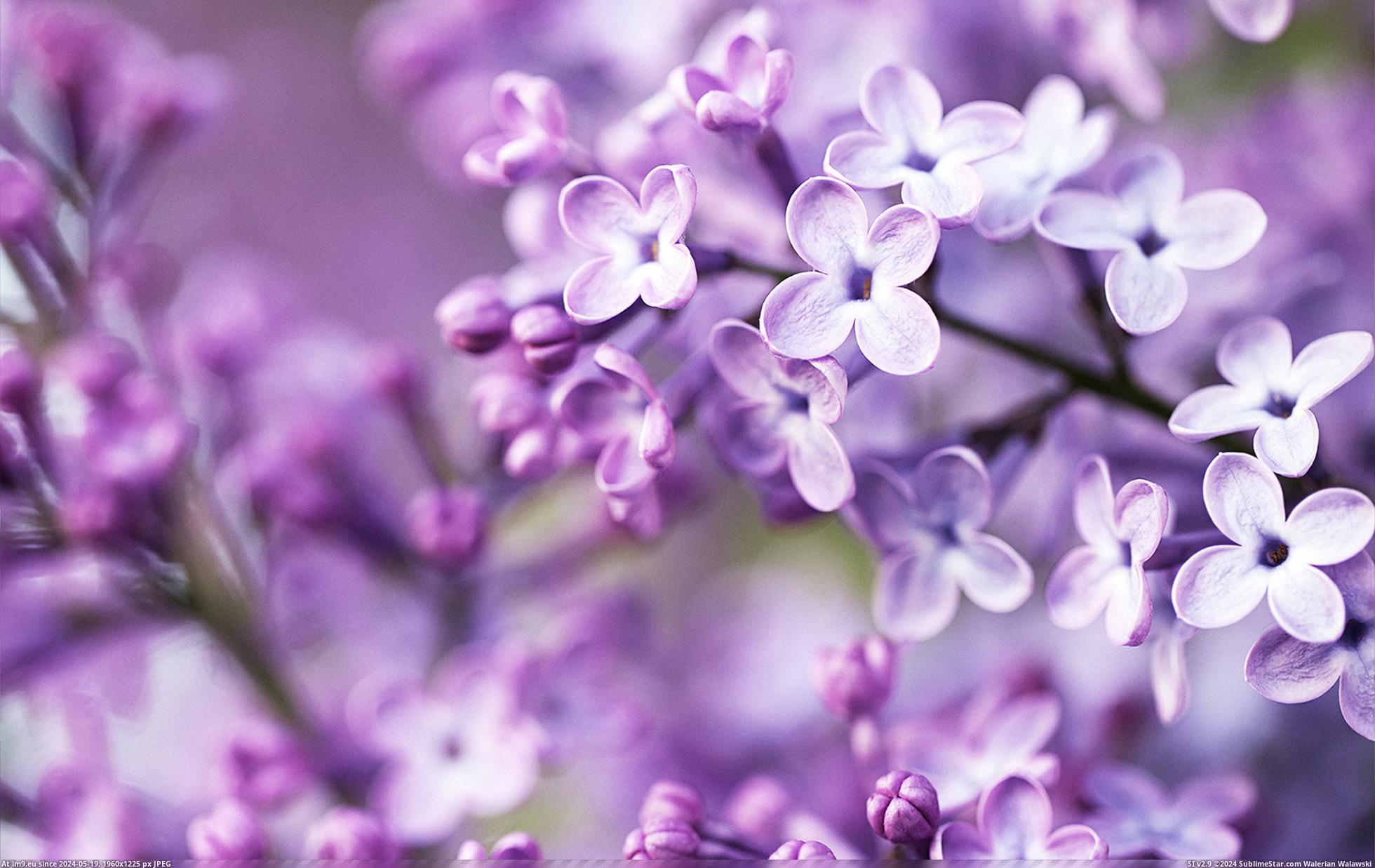 #Nature #Wallpaper #1920x1200 #Wide #Wallpapers HD Wallpaper purpleworld16 Pic. (Image of album Heart touching Nature Wallpaper HD))