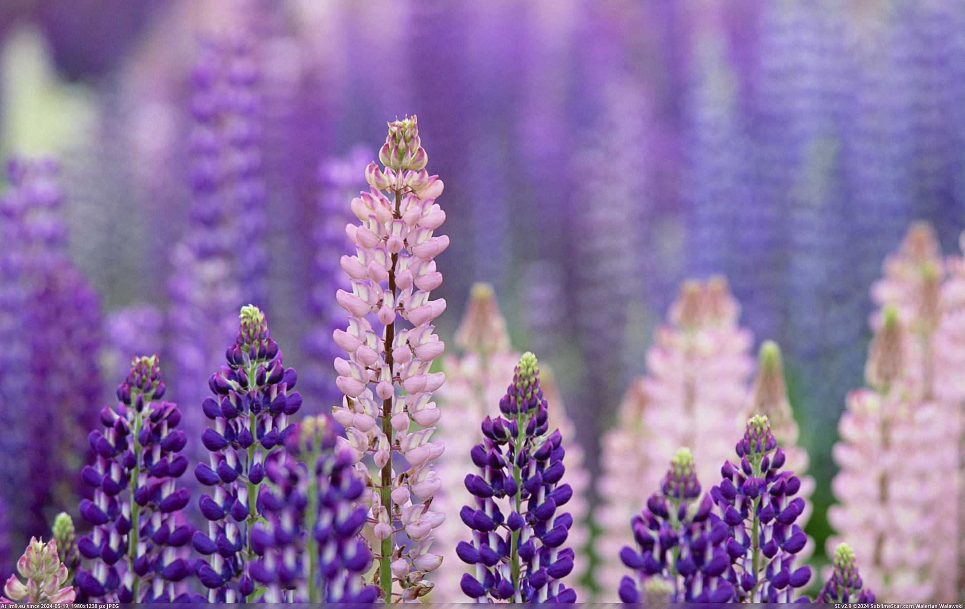 #Nature #Wallpaper #1920x1200 #Wide #Wallpapers HD Wallpaper purpleworld2 Pic. (Image of album Heart touching Nature Wallpaper HD))
