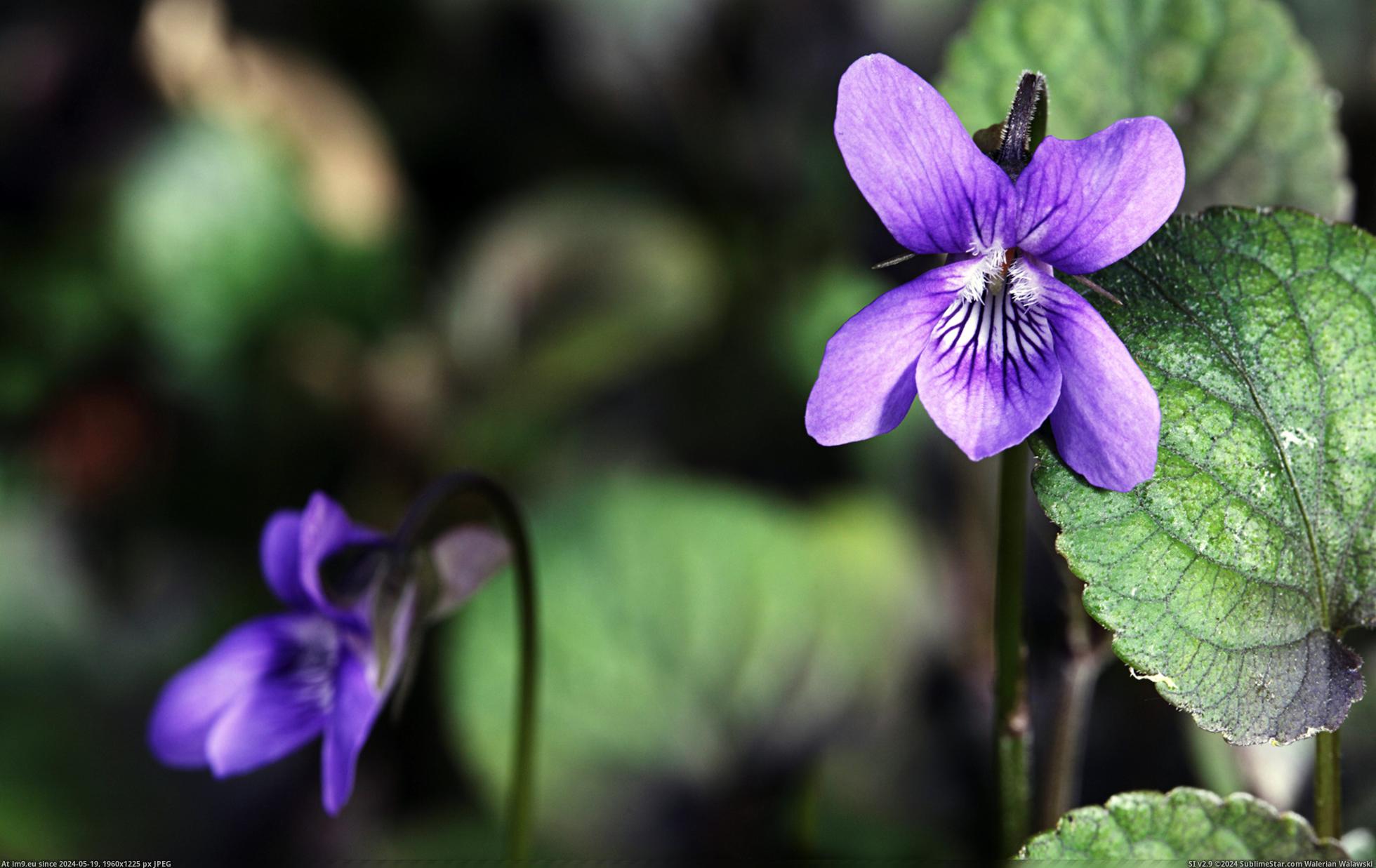 #Nature #Wallpaper #1920x1200 #Wide #Wallpapers HD Wallpaper purpleworld20 Pic. (Image of album Heart touching Nature Wallpaper HD))