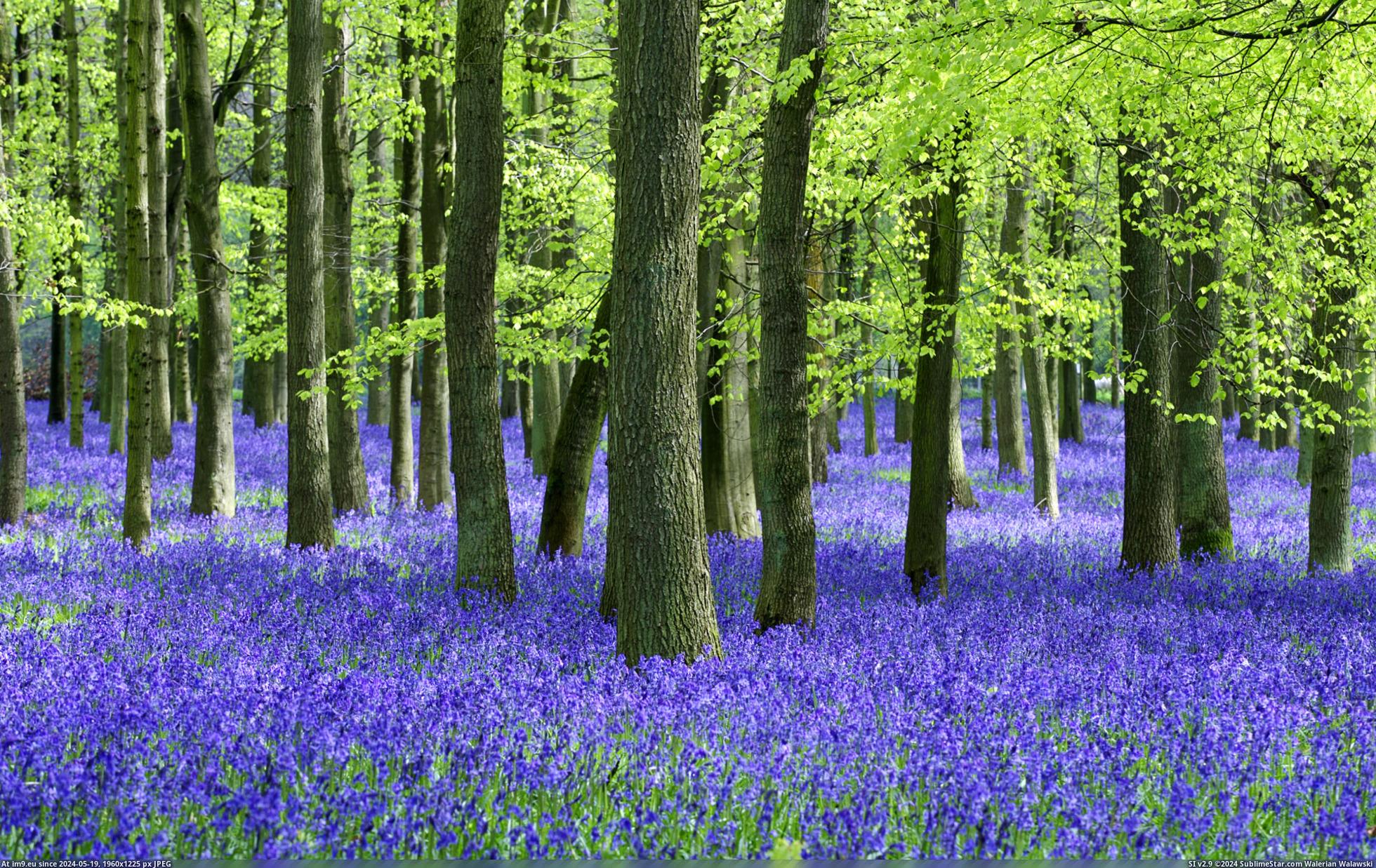 #Nature #Wallpaper #1920x1200 #Wide #Wallpapers HD Wallpaper purpleworld5 Pic. (Image of album Heart touching Nature Wallpaper HD))
