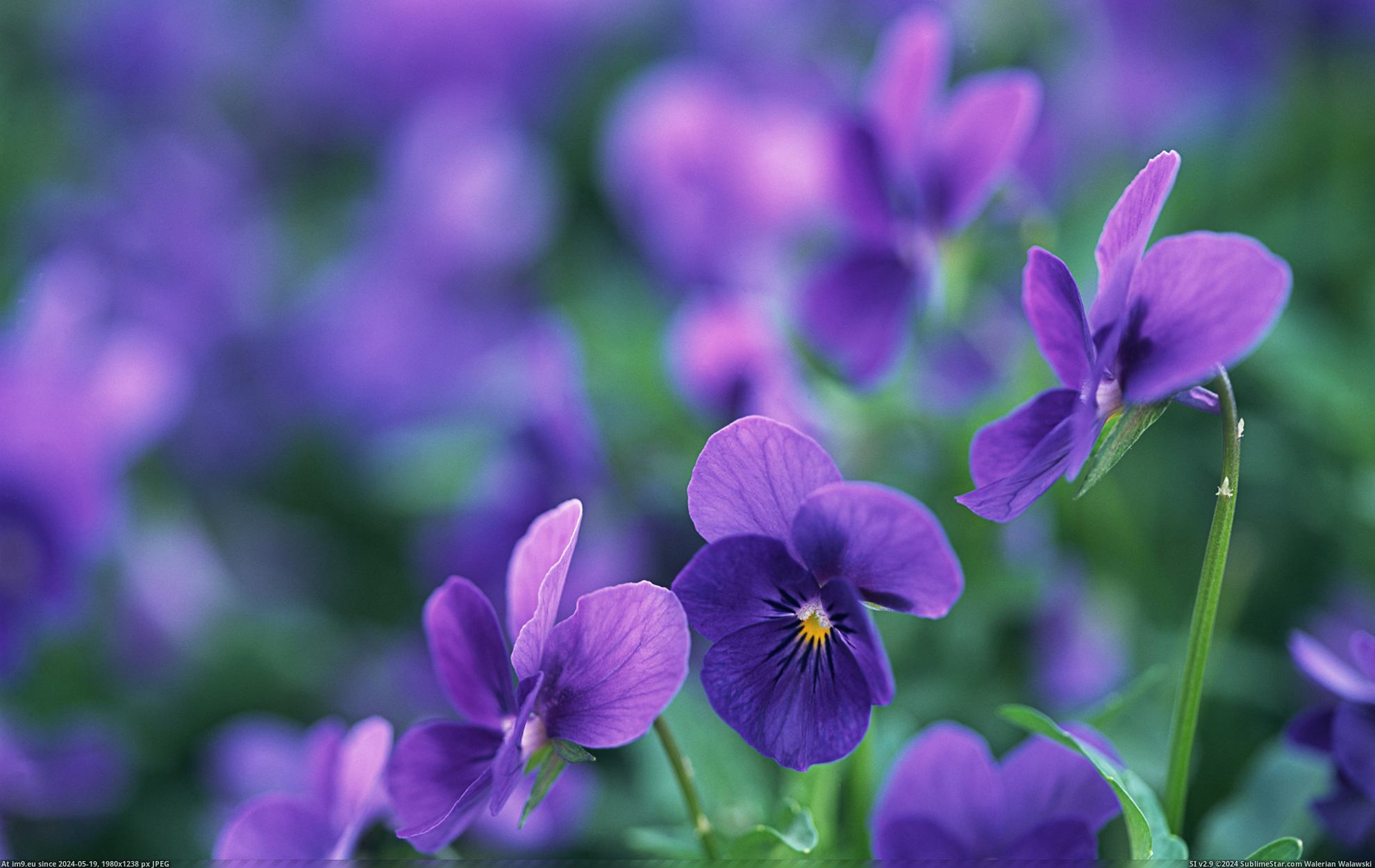 #Nature #Wallpaper #1920x1200 #Wide #Wallpapers HD Wallpaper purpleworld6 Pic. (Image of album Heart touching Nature Wallpaper HD))