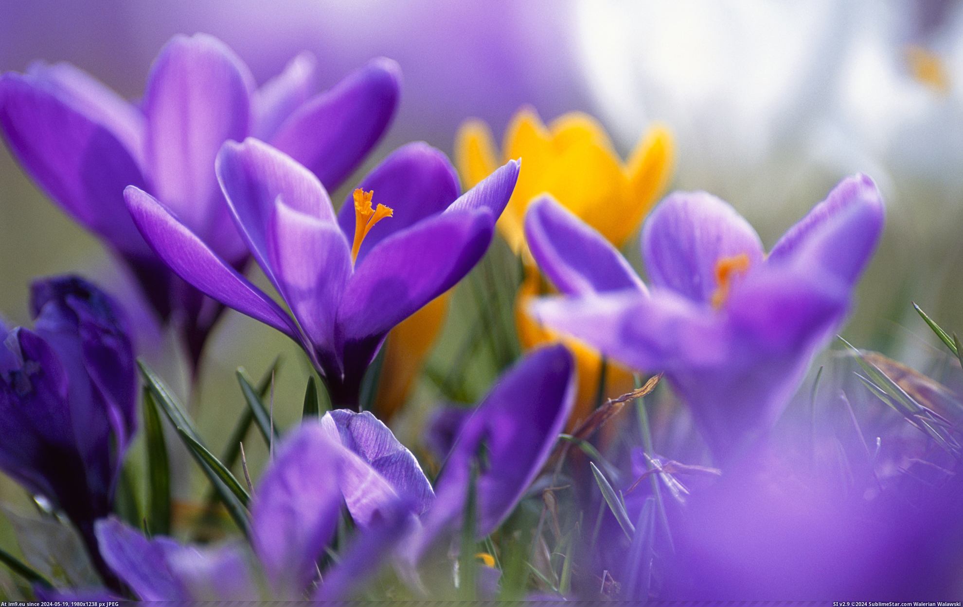 #Nature #Wallpaper #1920x1200 #Wide #Wallpapers HD Wallpaper purpleworld8 Pic. (Image of album Heart touching Nature Wallpaper HD))