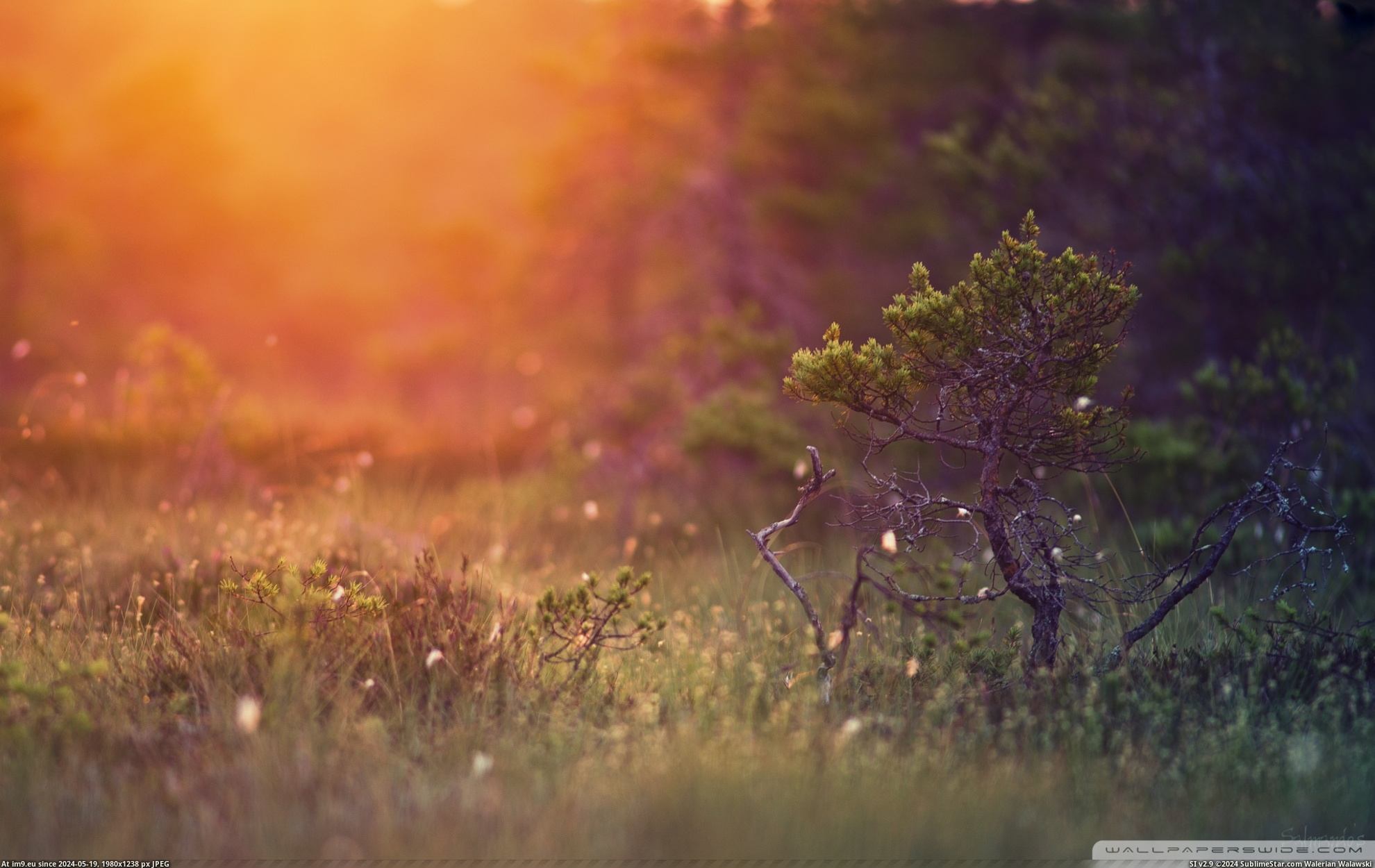 #Nature #Wallpaper #1920x1200 #Pine #Wide #Wallpapers HD Wallpaper stunted_pine-wallpaper-1920x1200 Pic. (Image of album Heart touching Nature Wallpaper HD))
