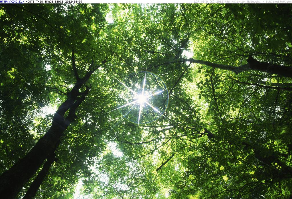 Healing Forest (in Photos of Nature)