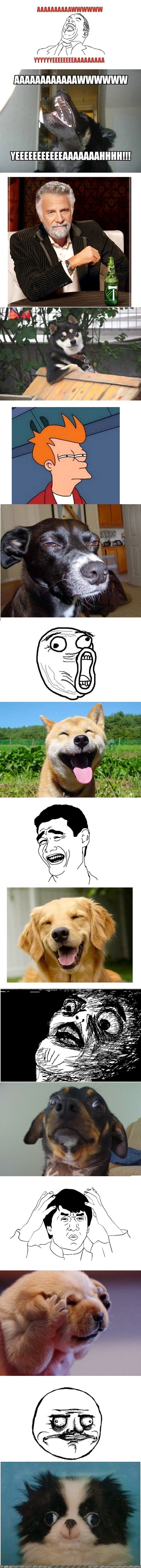 Internet Memes as Dog Photos (funny real-life dogs) (in Rehost)