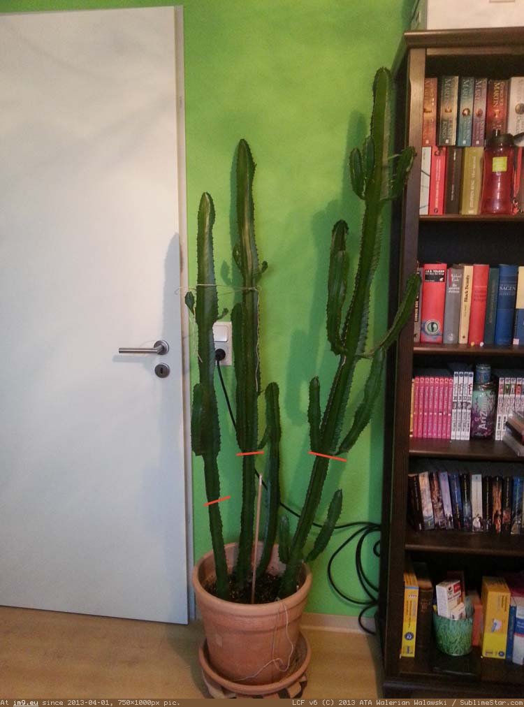 kaktus (in Things to show)