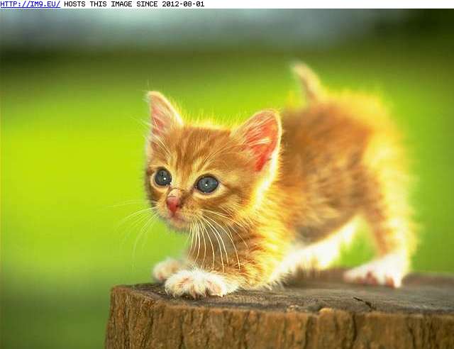 kitten-10 (in Cute cats & kittens)
