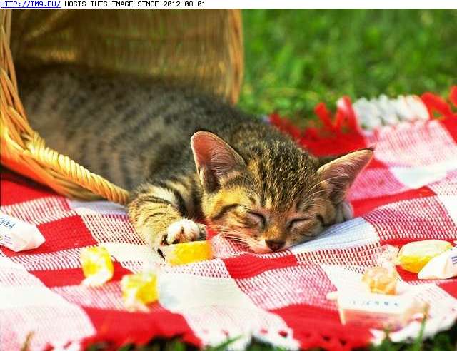  #Kitten  kitten-113 Pic. (Image of album Cute cats & kittens))