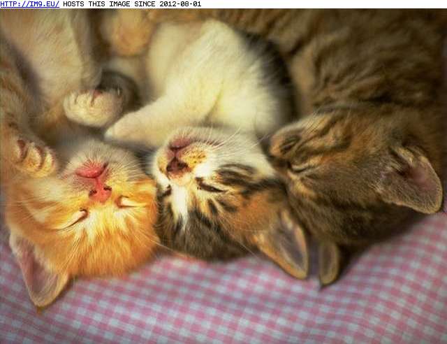  #Kitten  kitten-116 Pic. (Image of album Cute cats & kittens))