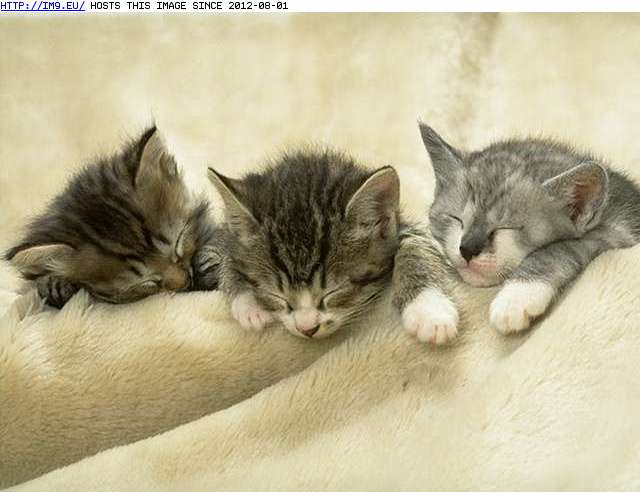 kitten-119 (in Cute cats & kittens)