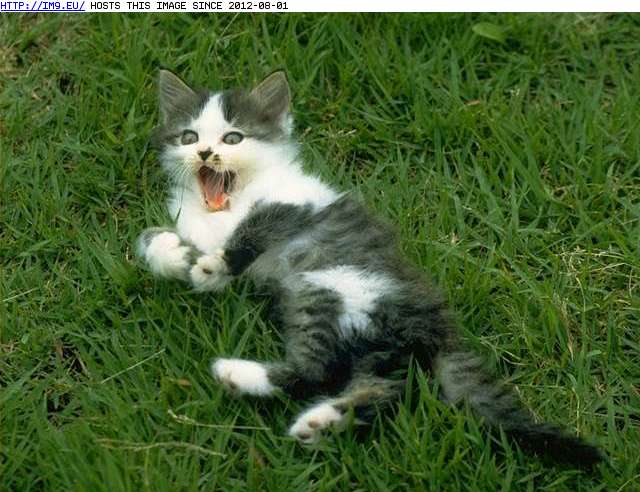  #Kitten  kitten-126 Pic. (Image of album Cute cats & kittens))
