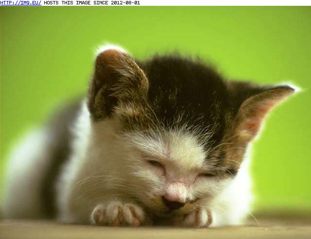  #Kitten  kitten-130 Pic. (Image of album Cute cats & kittens))