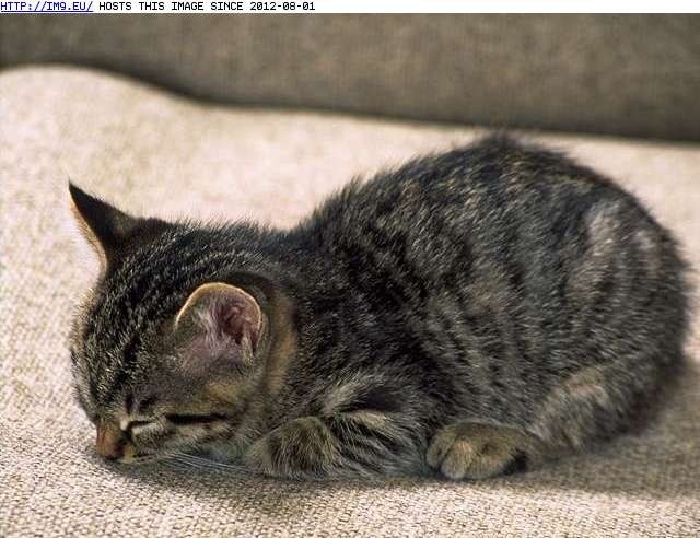  #Kitten  kitten-131 Pic. (Image of album Cute cats & kittens))