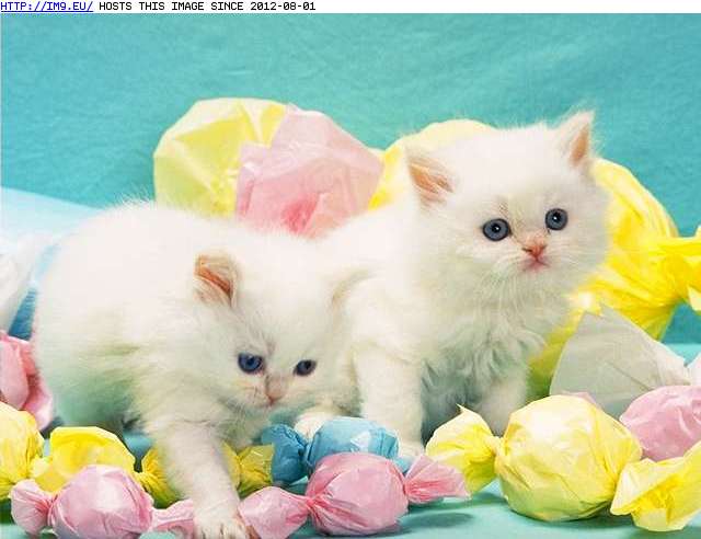  #Kitten  kitten-149 Pic. (Image of album Cute cats & kittens))
