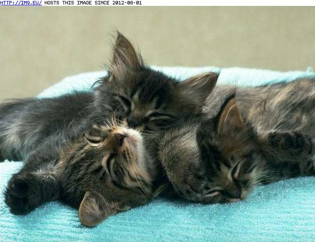  #Kitten  kitten-164 Pic. (Image of album Cute cats & kittens))