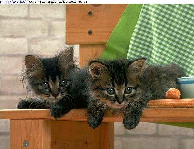 kitten-165 (in Cute cats & kittens)