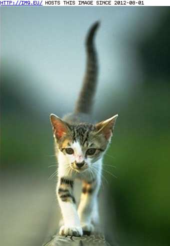  #Kitten  kitten-17 Pic. (Image of album Cute cats & kittens))