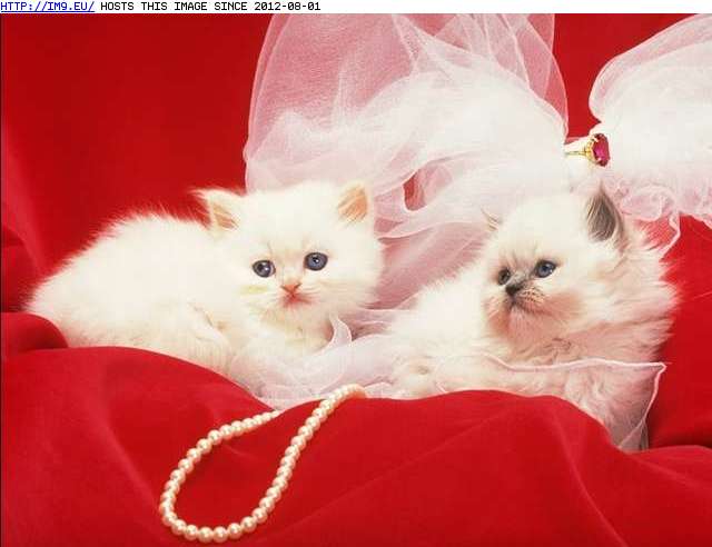 #Cats #Cute #Kitten #White #Red kitten-173 Pic. (Image of album Cute cats & kittens))