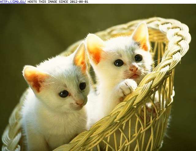 #Kitten  #Basket kitten-184 Pic. (Image of album Cute cats & kittens))
