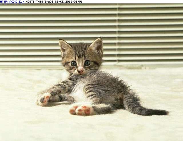 kitten-187 (in Cute cats & kittens)