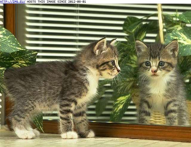 #Kitten  kitten-195 Pic. (Image of album Cute cats & kittens))