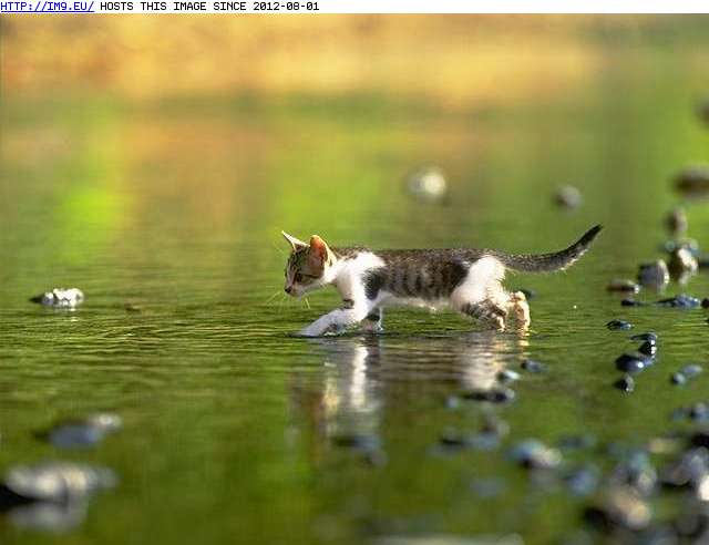  #Kitten  kitten-21 Pic. (Image of album Cute cats & kittens))