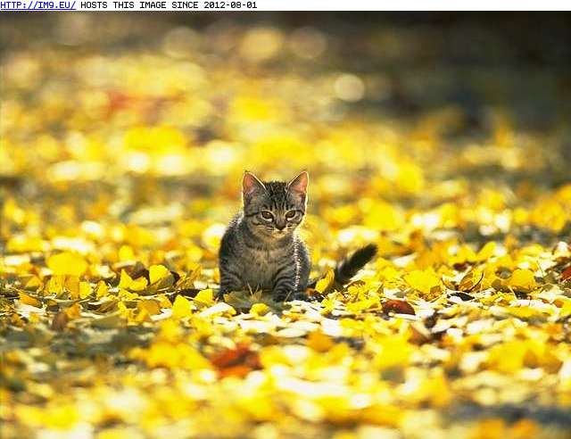  #Kitten  kitten-50 Pic. (Image of album Cute cats & kittens))