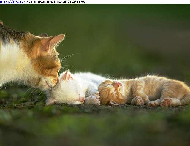  #Kitten  kitten-61 Pic. (Image of album Cute cats & kittens))