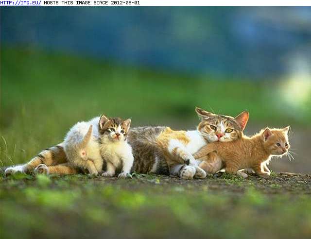  #Kitten  kitten-73 Pic. (Image of album Cute cats & kittens))