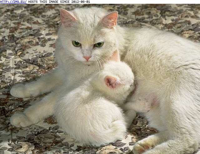  #Kitten  kitten-79 Pic. (Image of album Cute cats & kittens))