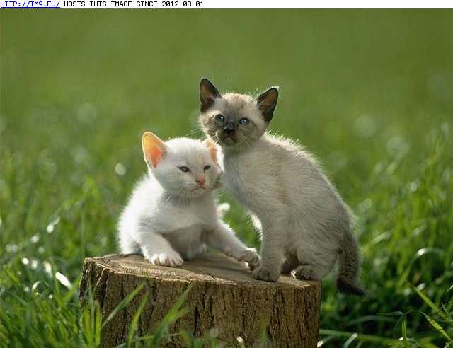  #Kitten  kitten-87 Pic. (Image of album Cute cats & kittens))