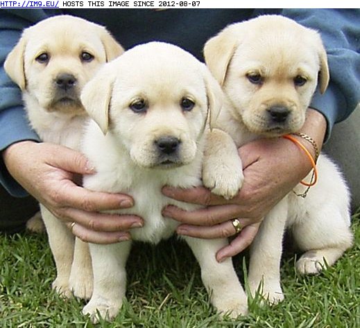 Labrador Puppies (in Cute Puppies)