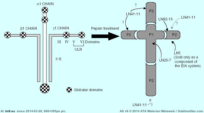 laminin (in Wadie 0)