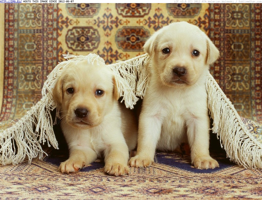 Little Cute Puppies 1024x768 (in Cute Puppies)