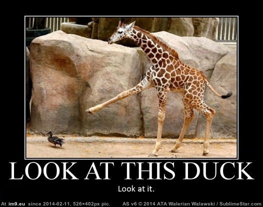 #Funny #Giraffe #Duck Look At This Duck (funny giraffe pic) Pic. (Изображение из альбом Rehost))