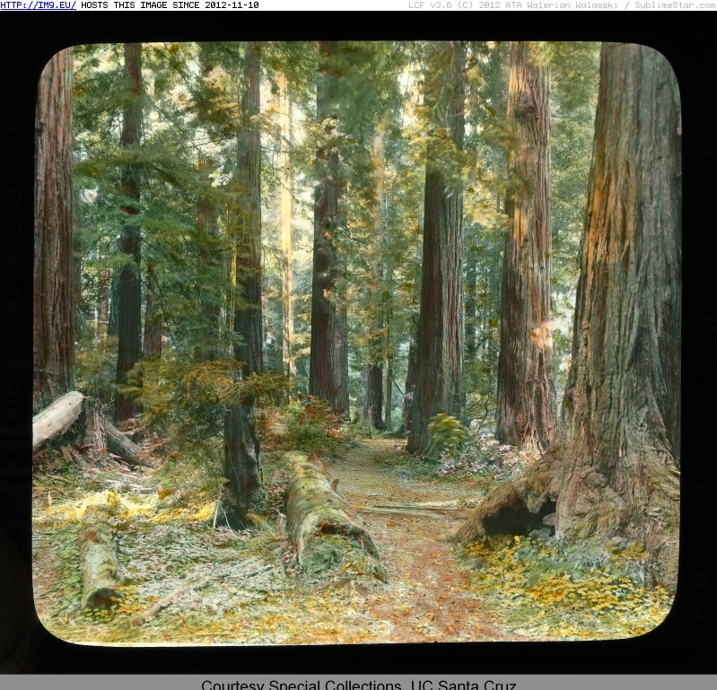 Marin County, California. Muir Woods National Monument - path through the trees (1915).1505 (in Branson DeCou Stock Images)