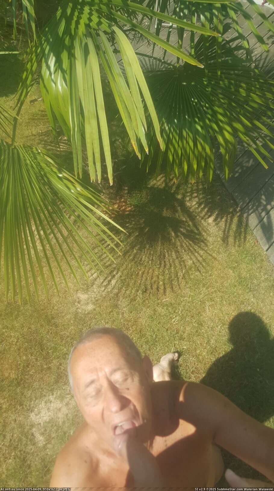 marocpalmier (in Soumiscam)