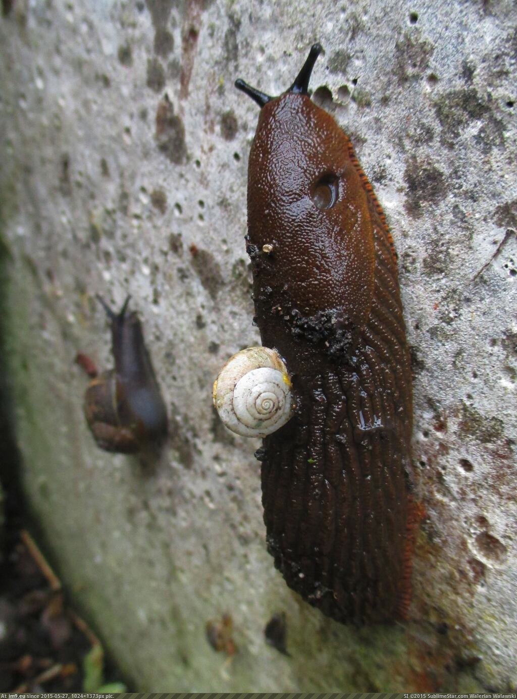 [Mildlyinteresting] A large slug wearing a tiny snail's shell on its back (in My r/MILDLYINTERESTING favs)