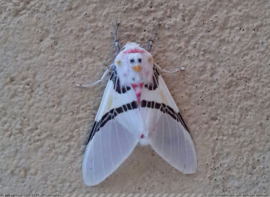 [Mildlyinteresting] A white moth with a chicken face on its back. (in My r/MILDLYINTERESTING favs)