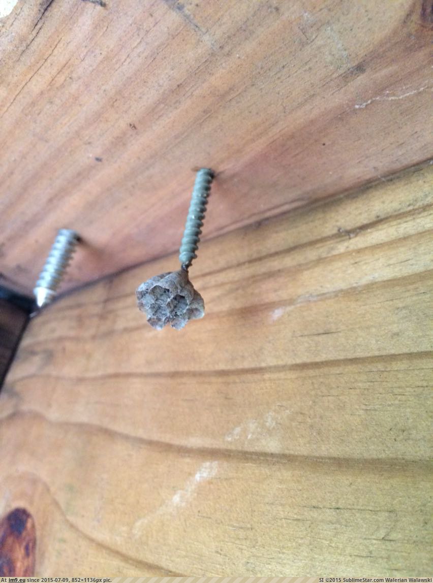 [Mildlyinteresting] This wasps nest was being built on the end of a screw (in My r/MILDLYINTERESTING favs)