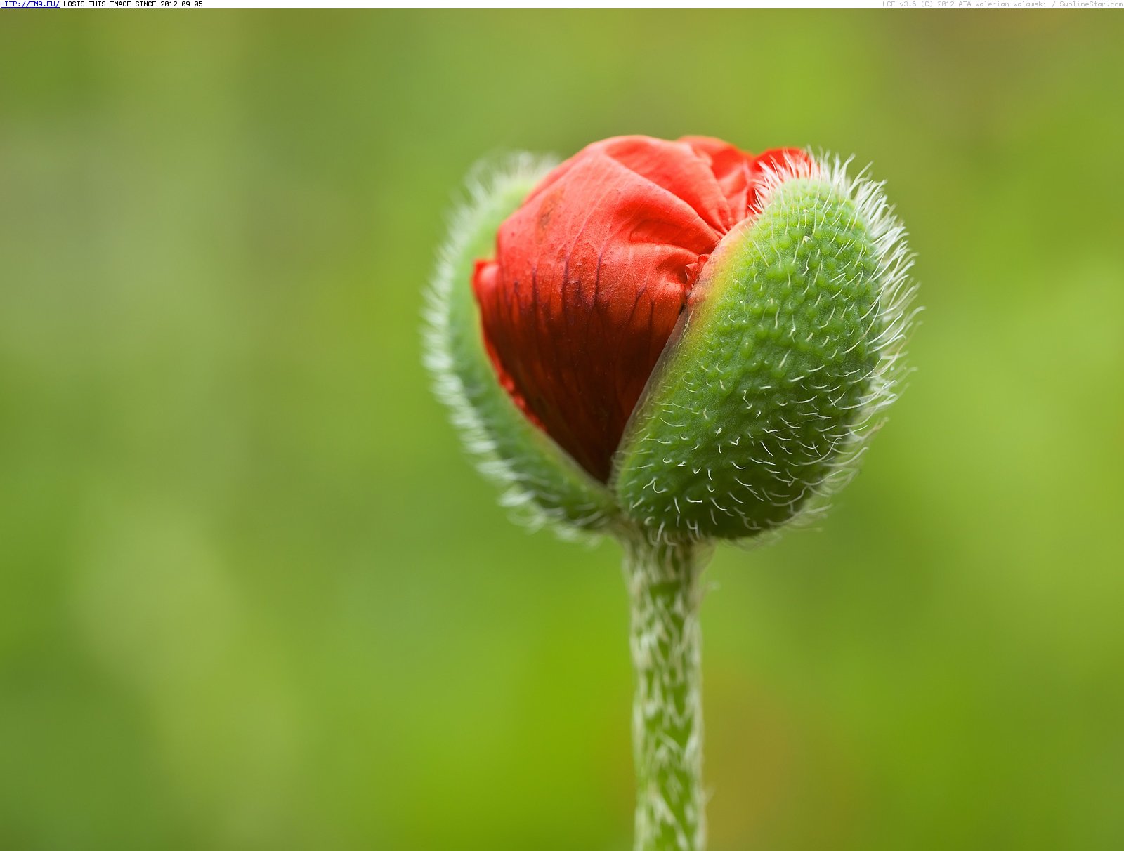 Oriental Poppy flower Bud, Manitoba (in Beautiful photos and wallpapers)