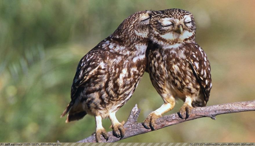 Owls 10 (Cute, Funny and Majestic Photo) (in Cute, Funny and Majestic Owls)
