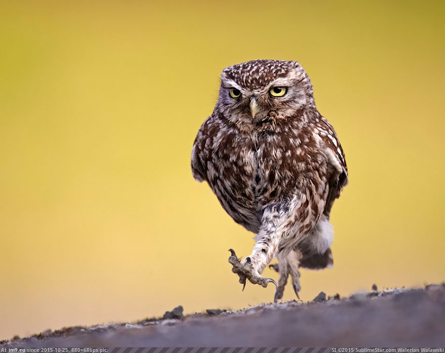 Owls 12 (Cute, Funny and Majestic Photo) (in Cute, Funny and Majestic Owls)