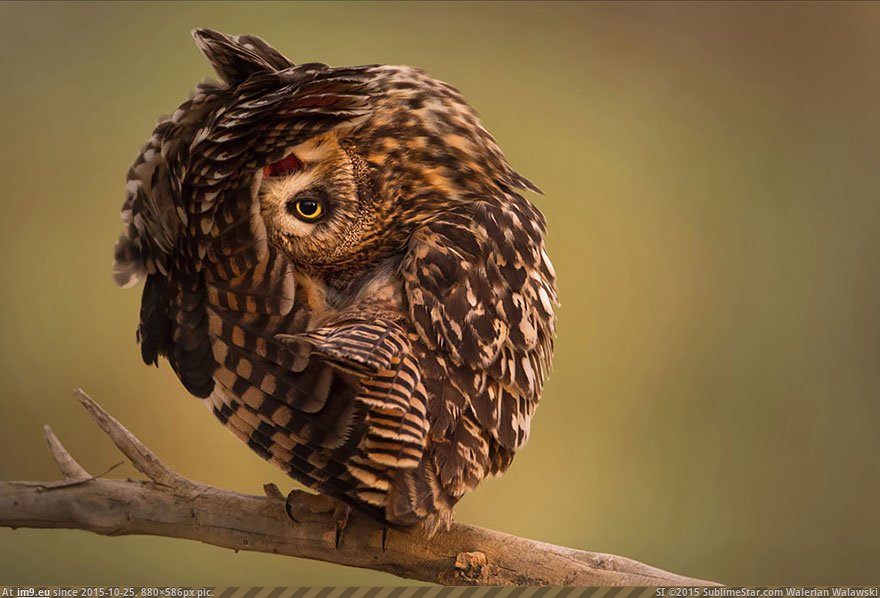 Owls 13 (Cute, Funny and Majestic Photo) (in Cute, Funny and Majestic Owls)