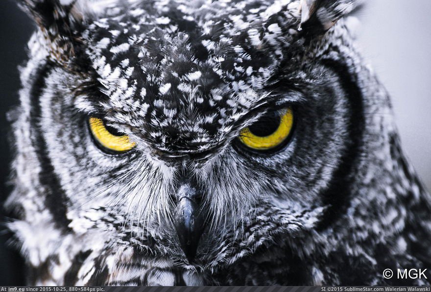 Owls 15 (Cute, Funny and Majestic Photo) (in Cute, Funny and Majestic Owls)