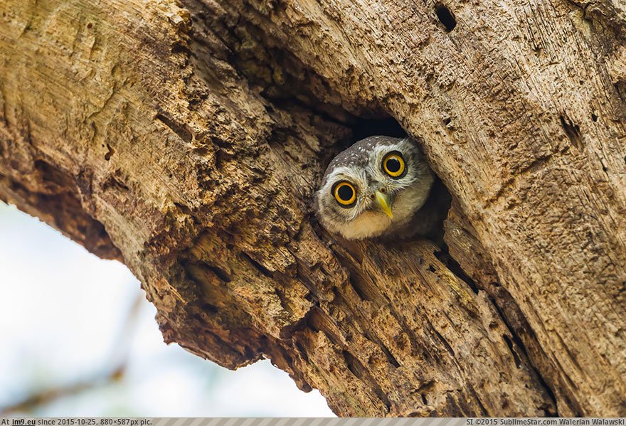 Owls 17 (Cute, Funny and Majestic Photo) (in Cute, Funny and Majestic Owls)