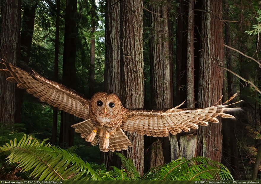 Owls 18 (Cute, Funny and Majestic Photo) (in Cute, Funny and Majestic Owls)