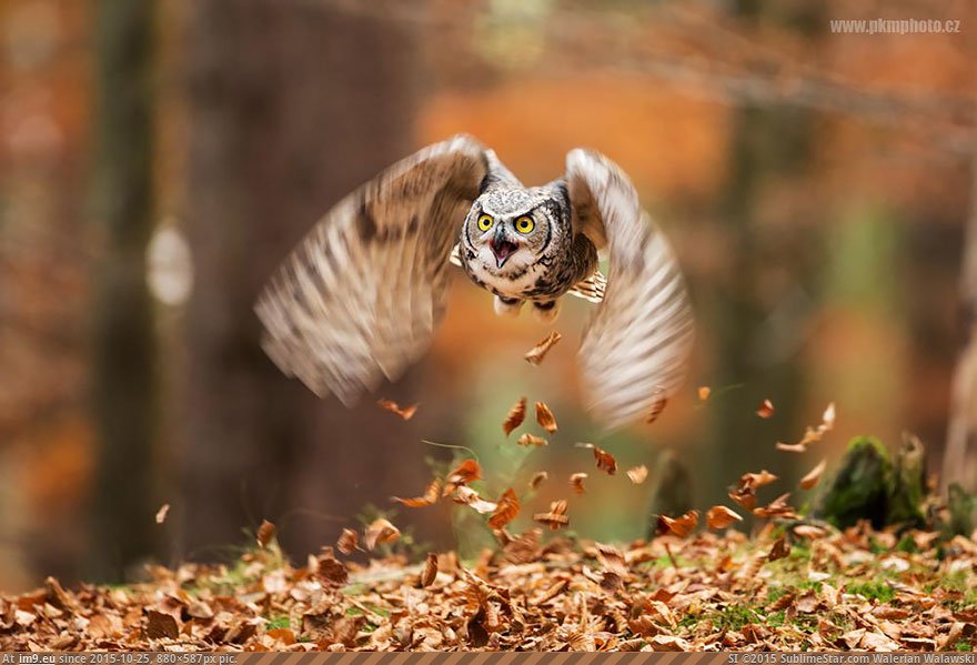 Owls 20 (Cute, Funny and Majestic Photo) (in Cute, Funny and Majestic Owls)