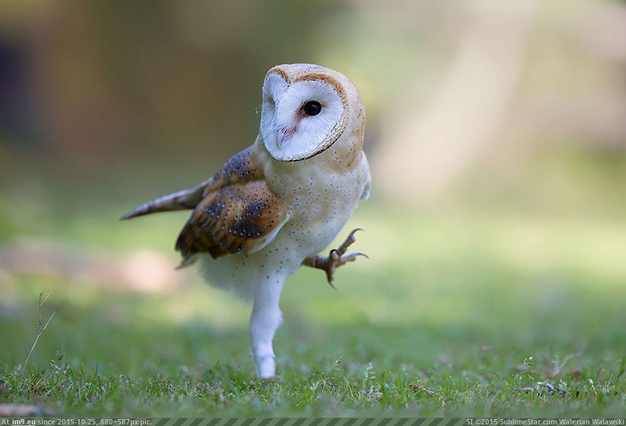 Owls 21 (Cute, Funny and Majestic Photo) (in Cute, Funny and Majestic Owls)